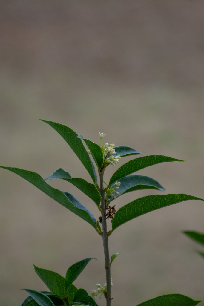 Tea Olive blooming... by thewatersphotos