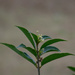 Tea Olive blooming... by thewatersphotos