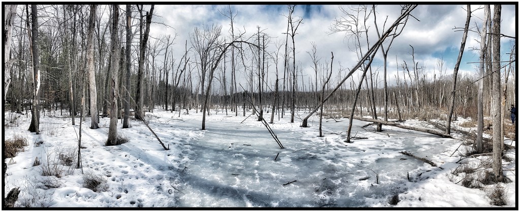 Journey to the Arctic Swamp... by jakb
