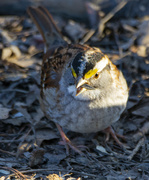 4th Mar 2021 - White Throated Sparrow