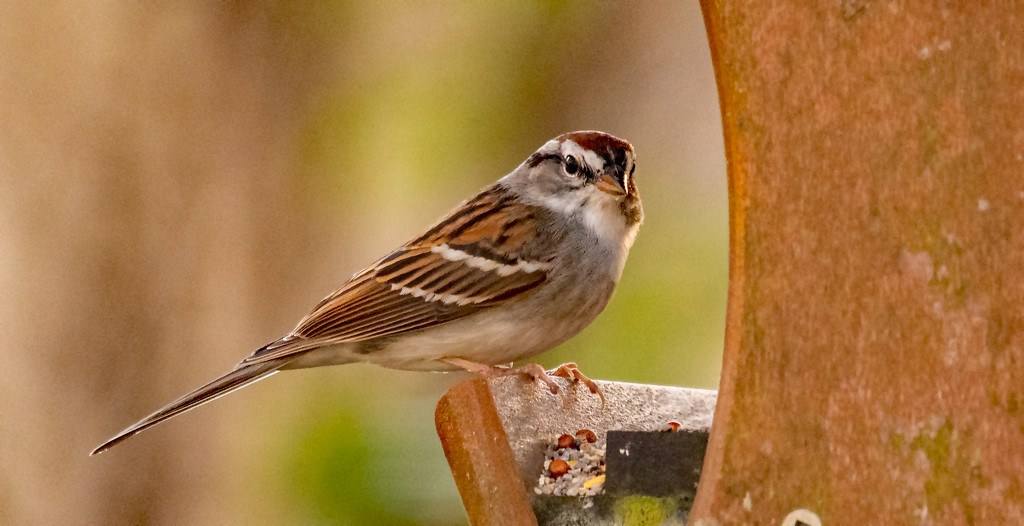 Chipping Sparrow! by rickster549