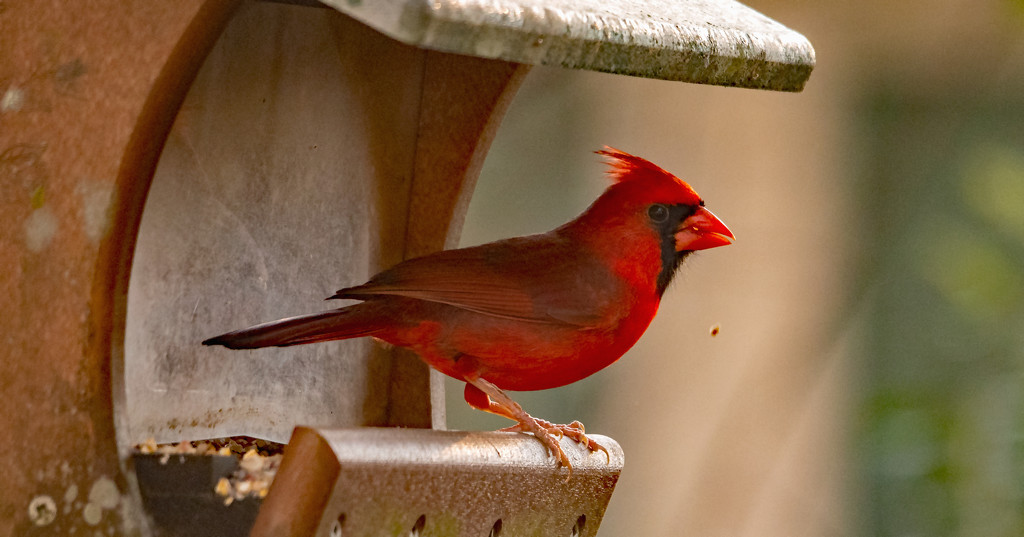 Mr Cardinal Getting a Snack! by rickster549