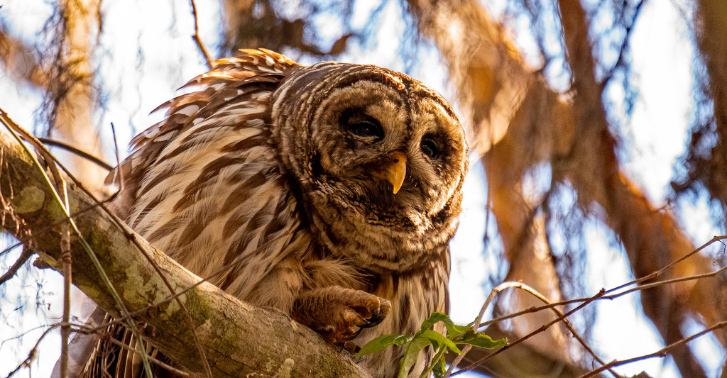 Barred Owl, All Puffed Up! by rickster549