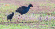 5th Mar 2021 - Pukeko and her chick