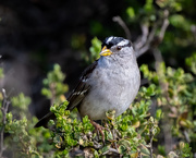 4th Mar 2021 - White-crowned Sparrow