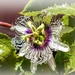 Passion fruit flower by ludwigsdiana