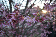 4th Mar 2021 - Springtime Sunset
