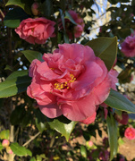 2nd Mar 2021 - Camellias in the sunshine
