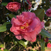 Camellias in the sunshine by homeschoolmom