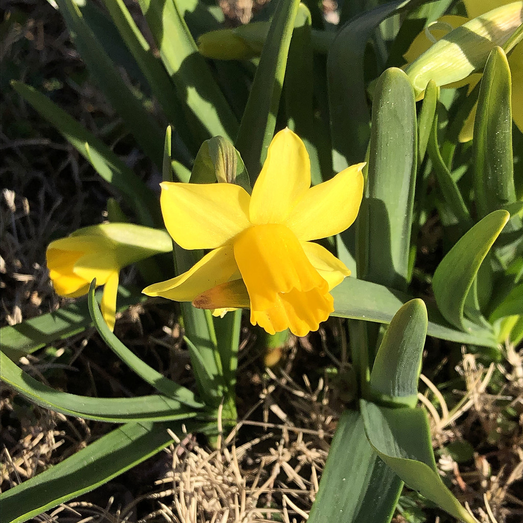 Mini daffodils by homeschoolmom