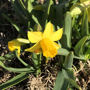 3rd Mar 2021 - Mini daffodils