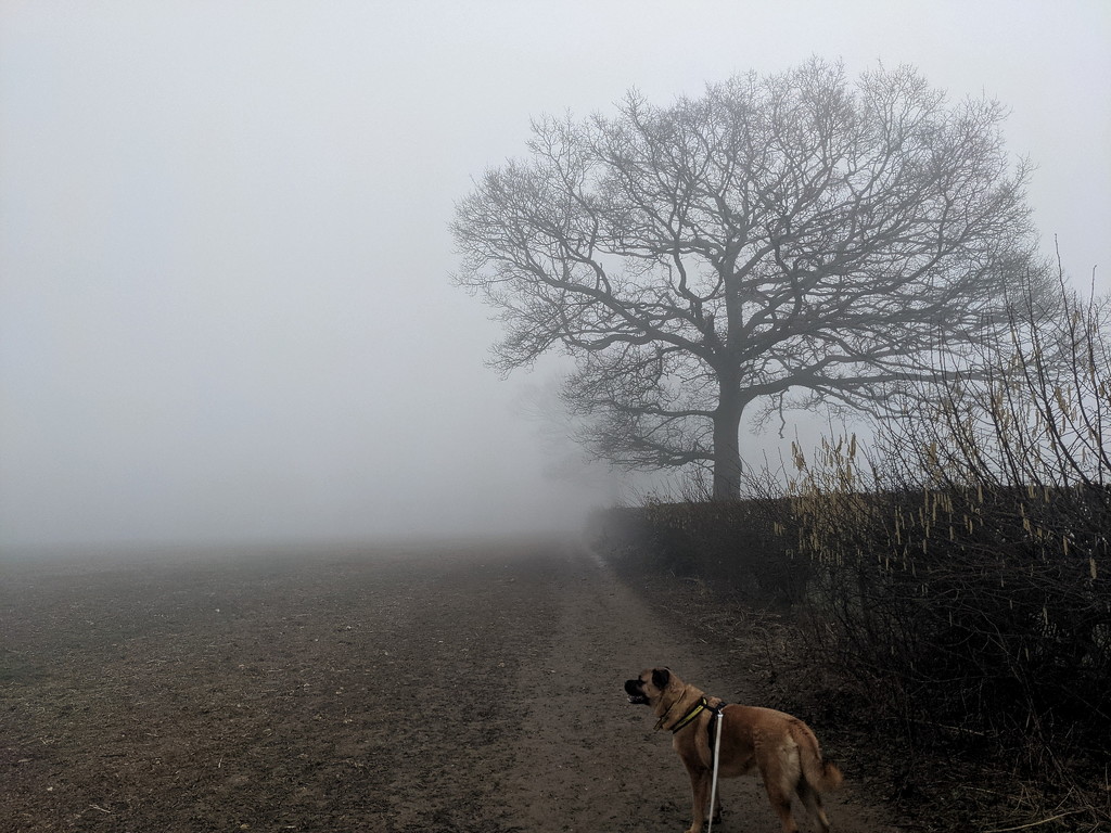 Misty Morning by bulldog