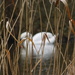 A swan through the rushes by 365anne