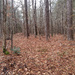 January woods 3... by marlboromaam