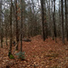 January woods 2... by marlboromaam