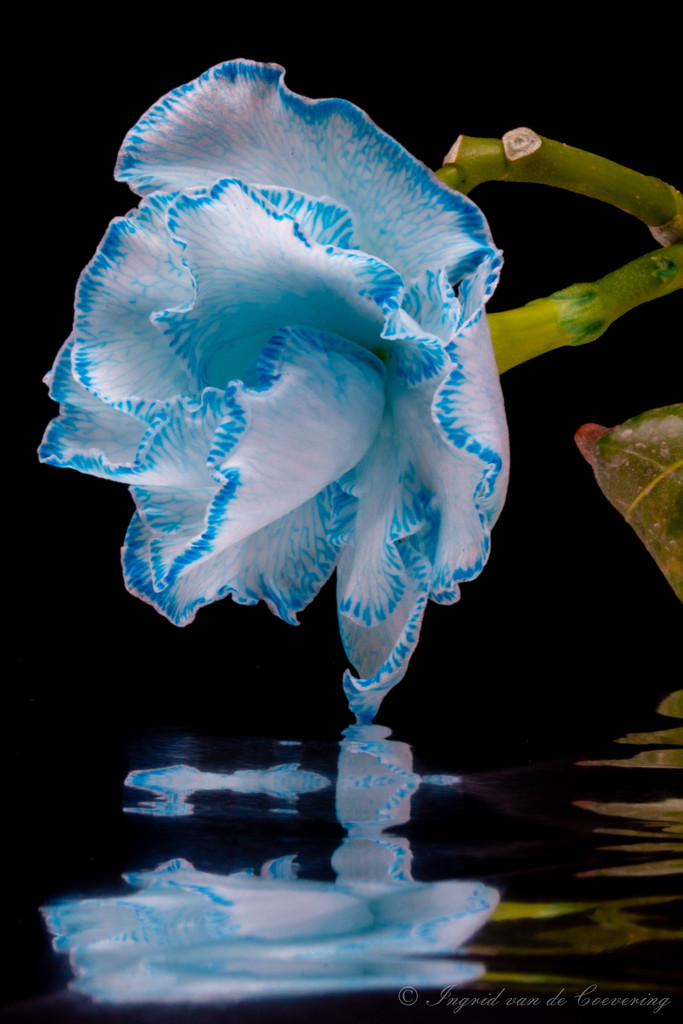 Blue flower...  by ingrid01