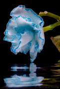 5th Mar 2021 - Blue flower... 