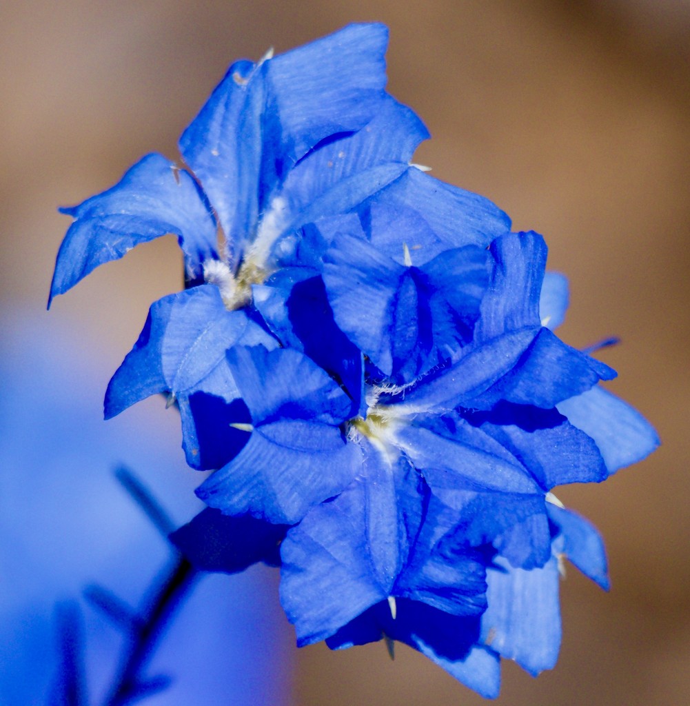 Blue Leschenaultia PA051336 by merrelyn