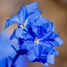Blue Leschenaultia PA051336 by merrelyn
