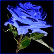 5th Mar 2021 - Blue Rose