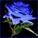 Blue Rose by shutterbug49