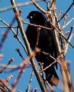 5th Mar 2021 - Red-winged blackbird