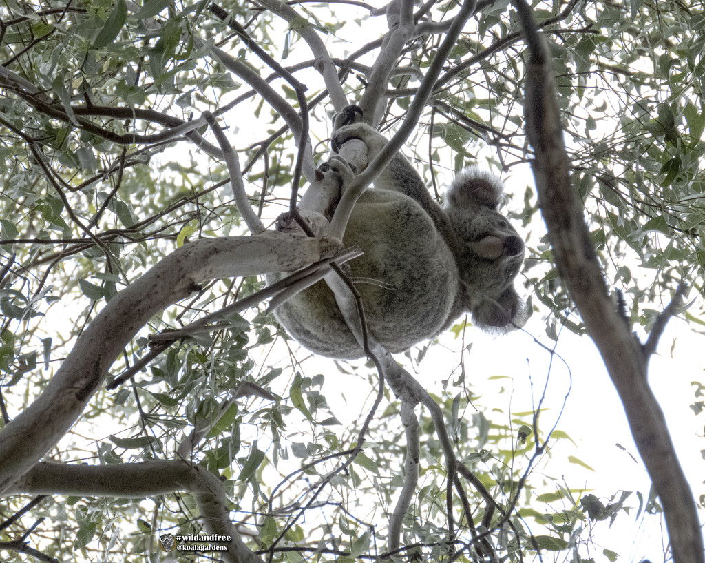 the true view of a koala by koalagardens