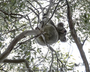 5th Mar 2021 - the true view of a koala