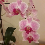 4th Mar 2021 - Orchid
