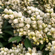 5th Mar 2021 - Lily of the Valley shrub