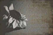 1st Mar 2021 - Sunflower