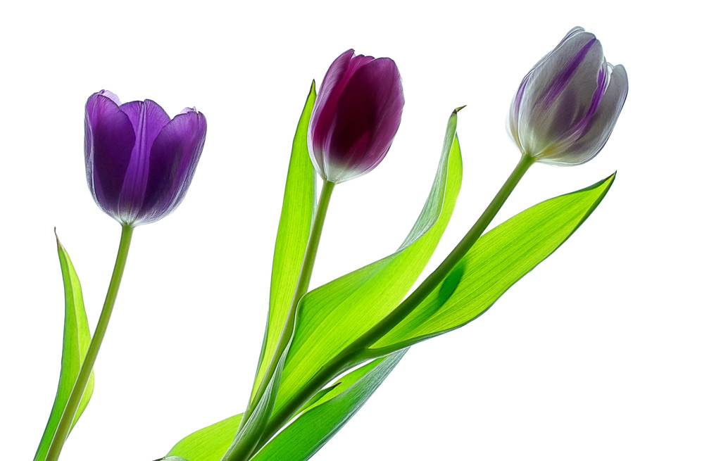 Three Lightpad Tulips by phil_howcroft