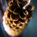 Pine Cone by kwind