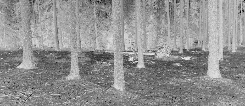 A Forest in Negative B&W: Green Moss and Straight Spruce Trunks. by kclaire