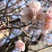 2021-03-04 Blooming Pink by cityhillsandsea