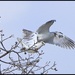 A Pair of flirtatious White-Tailed Kites by markandlinda