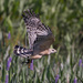 Hawk leaving with prey  by dutchothotmailcom