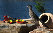 5th Mar 2021 - The Roadrunner and the Lizard