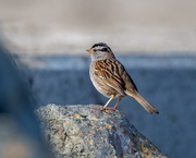 5th Mar 2021 - Another White-crowned Sparrow