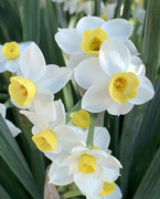 5th Mar 2021 - Daffodils