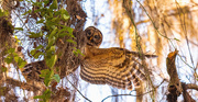 5th Mar 2021 - Barred Owl After Something!