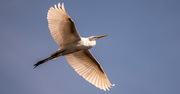 5th Mar 2021 - Egret Fly-over!