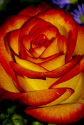 5th Mar 2021 - Gorgeous Rose