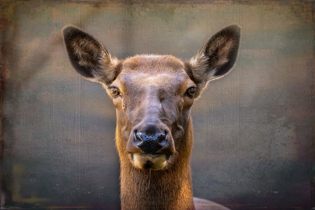 Wapiti (Elk) by pusspup