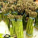 Asparagus  by harbie