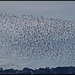 Murmeration by madamelucy