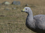6th Mar 2021 - Cape Barren Goose