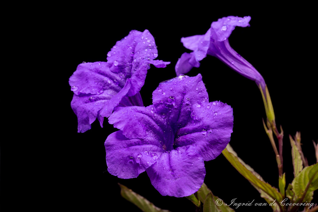 Mexican Ruellia by ingrid01