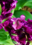 6th Mar 2021 - Purple frilly tulips