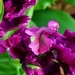 Purple frilly tulips by louannwarren